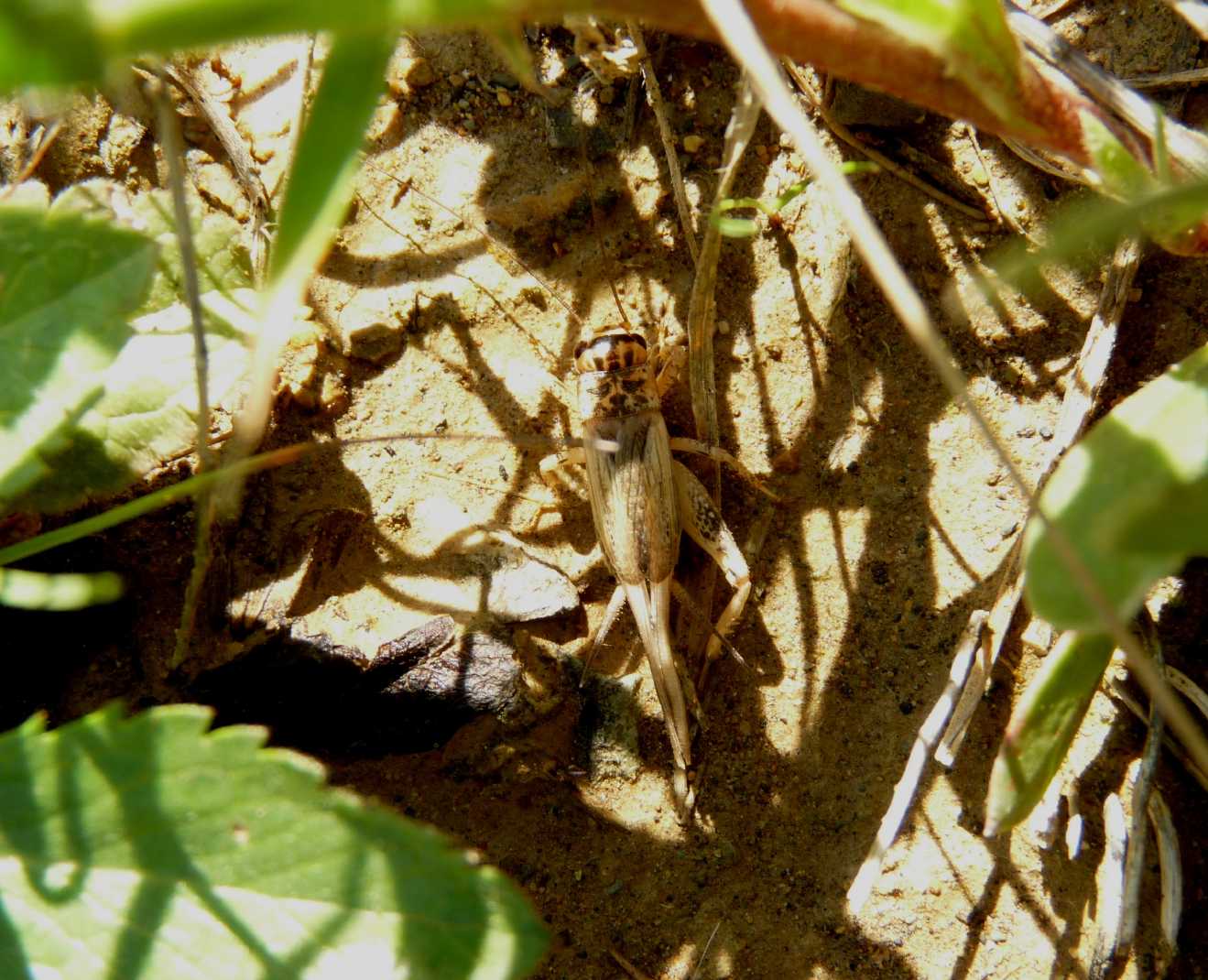 Grillo pallido: Eumodicogryllus bordigalensis (f. paraptera)